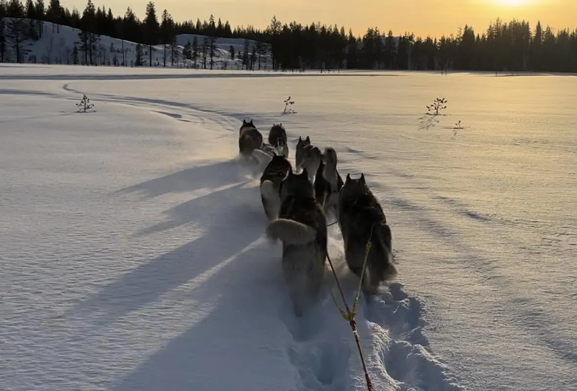Wild Kemijoki Huskies