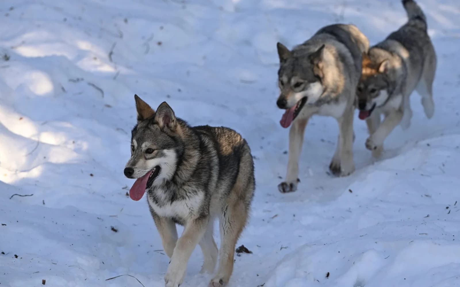 Levi Husky Park